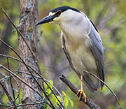 Kathy's Bird Gallery