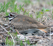 Kathy's Bird Gallery