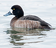 Kathy's Bird Pictures