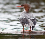 Kathy's Bird Pictures