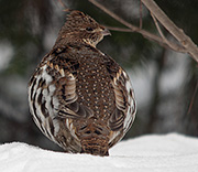 Kathy's Bird Gallery