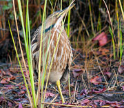 Kathy's Bird Gallery