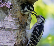 Kathy's Bird Gallery