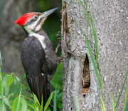 Kathy's Bird Gallery