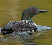 Kathy's Bird Pictures