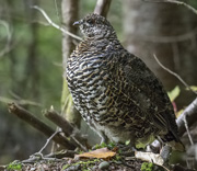 Kathy's Bird Gallery