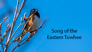 Eastern Towhee