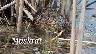 Muskrats