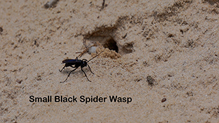 Little Black Spider Wasp