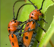 Beetle