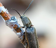 Beetle