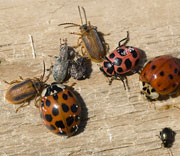 Insects