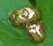 Beetle