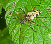 Beetle