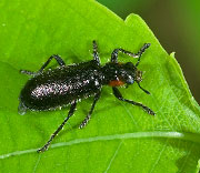 Beetle