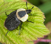 Beetle