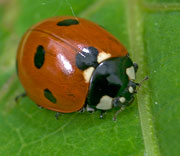 Insects