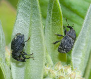 Insects