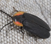 Beetle