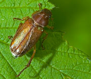 Beetle