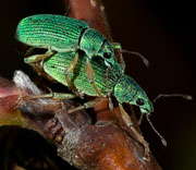 Beetle