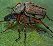 Beetle