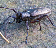 Beetle