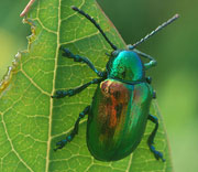 Beetle