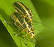 Beetle