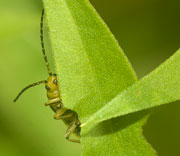 Beetle