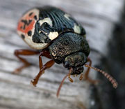 Beetle