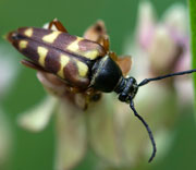 Beetle