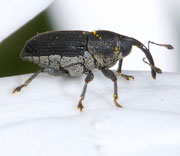 Insects