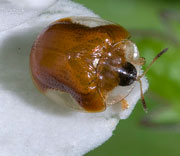 Beetle