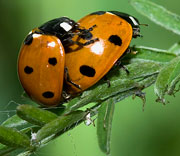 Insects