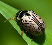 Beetle