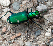 Beetle