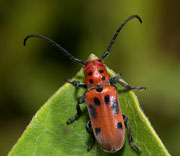 Beetle