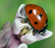 Insects