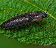 Beetle