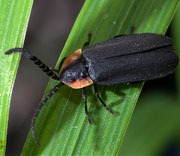 Beetle