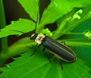 Beetle