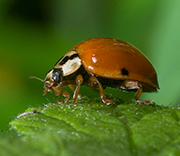 Insects