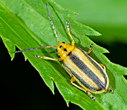 Beetle