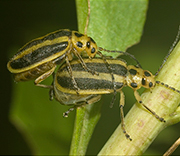 Beetle