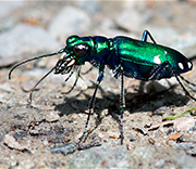 Beetle