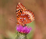 Butterflies
