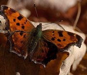 Butterflies