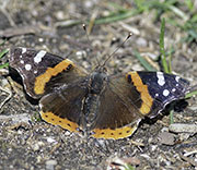 Butterflies