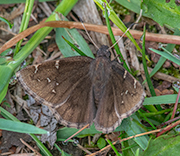 Northern Cloudywing
